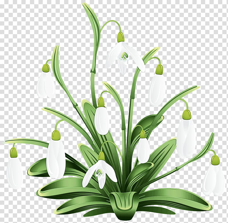 Summer Flower, Snowdrop, Plant, Galanthus, Leaf, Grass, Houseplant, Flowerpot transparent background PNG clipart