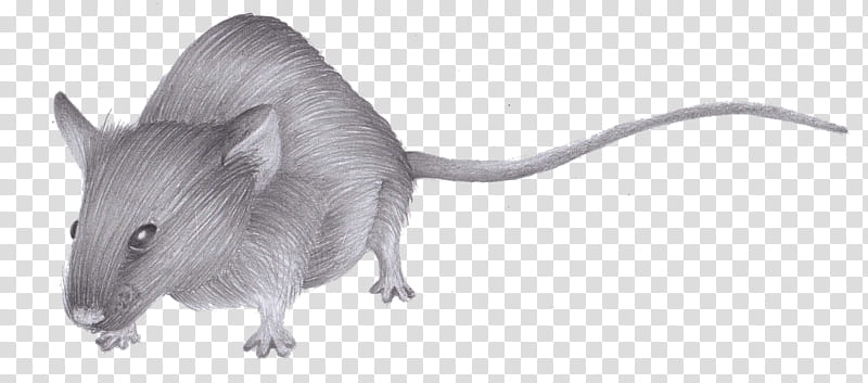 Mouse, Rat, Gerbil, Whiskers, Snout, Black White M, Animal, Muridae transparent background PNG clipart