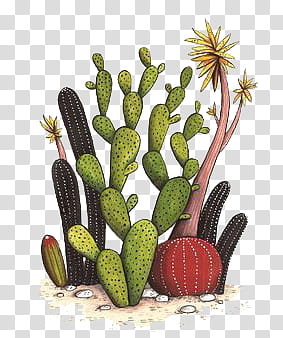 Cactus , prickly cacti illustration transparent background PNG clipart