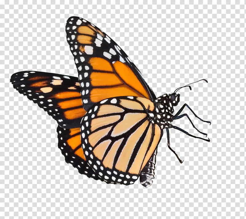 Butterfly, male monarch butterfly transparent background PNG clipart