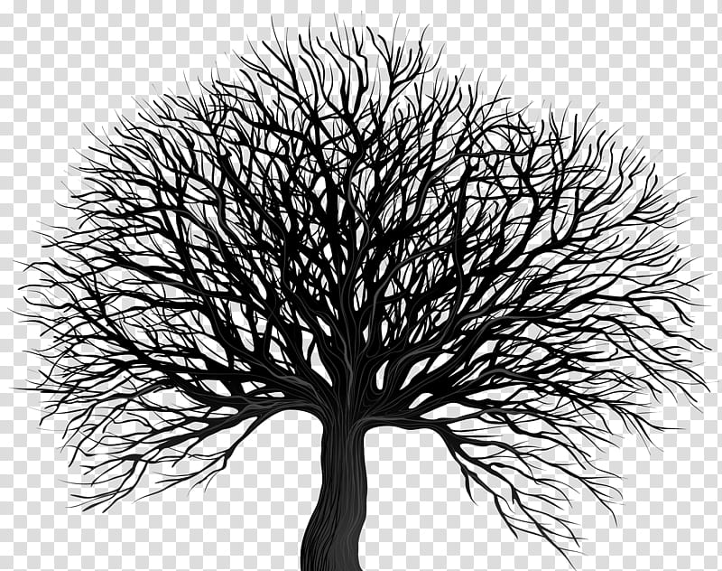 Tree Trunk Drawing, Branch, Silhouette, White Oak Tree, Black And White
, Woody Plant, Leaf, Twig transparent background PNG clipart