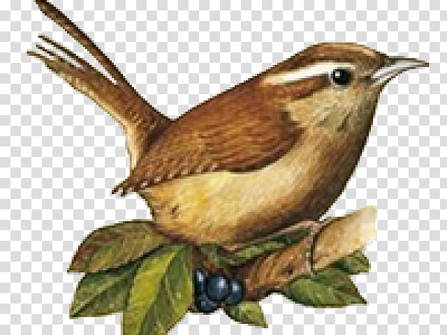 Poster, Wren, Bird, House Sparrow, Finches, Art, Beak, Animal transparent background PNG clipart