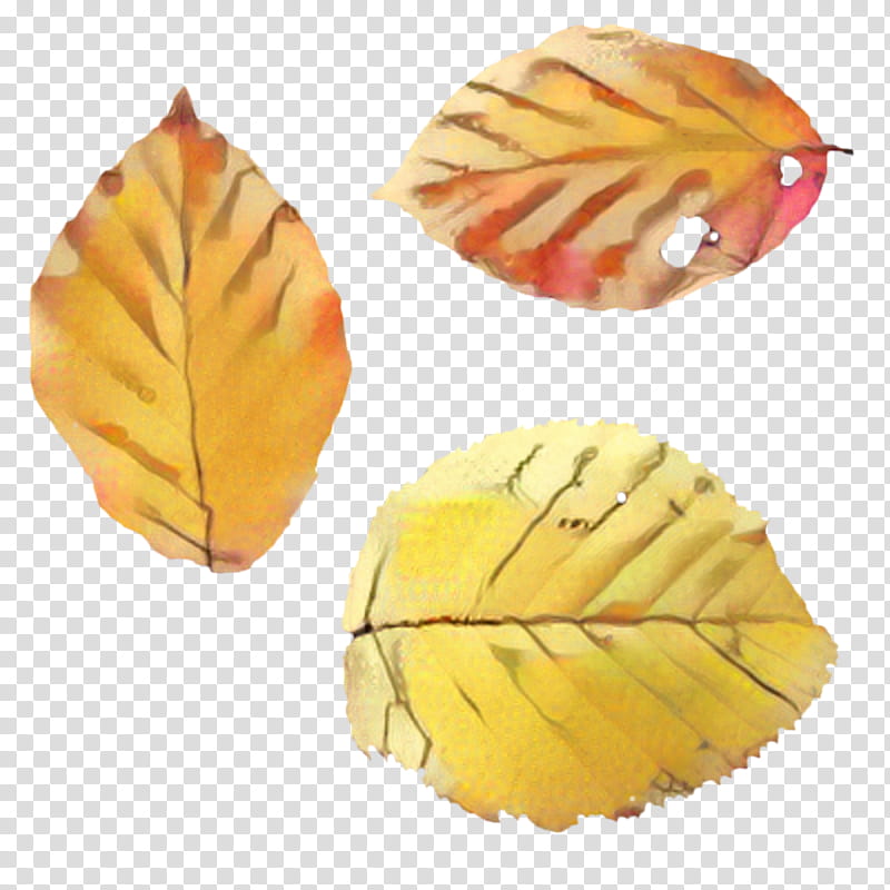 Orange Tree, Leaf, Yellow, Plant, Beech transparent background PNG clipart