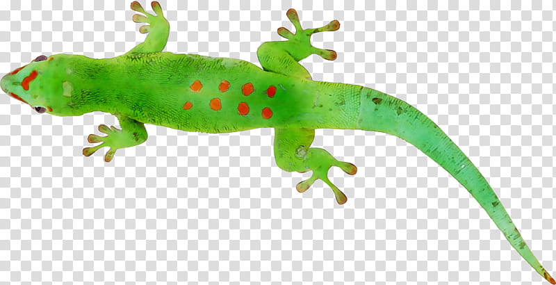 Animal, Gecko, Common Iguanas, Amphibians, Lizard, Reptile, Animal Figure, Green transparent background PNG clipart