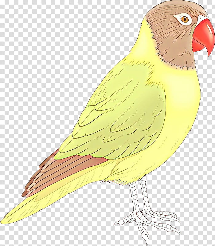 Bird Parrot, Lovebird, Macaw, Feather, Parakeet, Finches, Beak, Pet transparent background PNG clipart