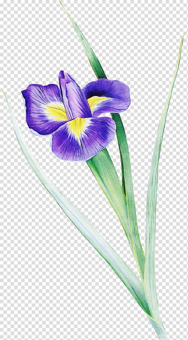 flower algerian iris plant violet iris versicolor, Purple, Petal transparent background PNG clipart
