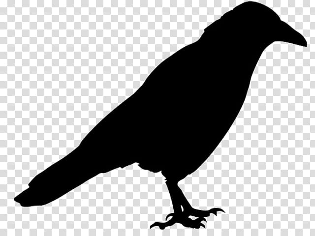 bird beak crow crow-like bird american crow, Crowlike Bird, Raven, New Caledonian Crow, Blackbird transparent background PNG clipart