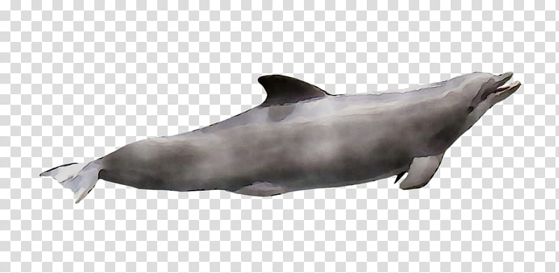 Whale, Roughtoothed Dolphin, Whitebeaked Dolphin, Sea Lion, Toothed Whale, Shortbeaked Common Dolphin, Bottlenose Dolphin, Cetacea transparent background PNG clipart