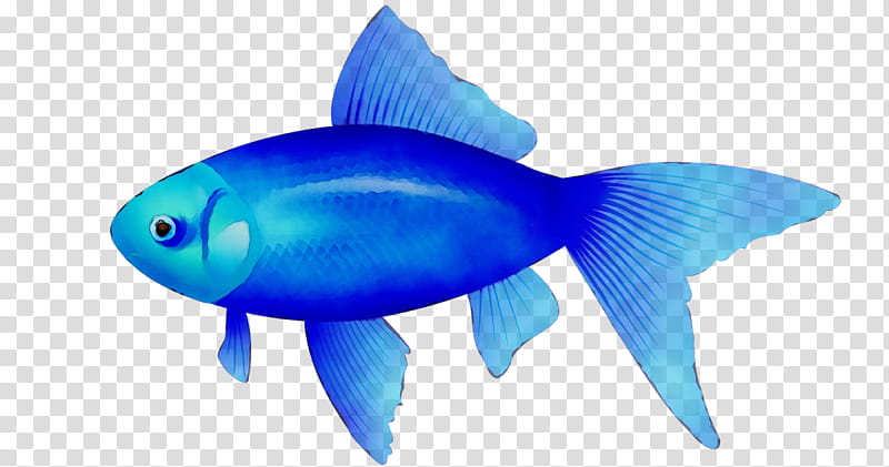 Fish, Chaetodon, Kissing Gourami, Cartoon, Blog, Fin, Blue, Electric Blue transparent background PNG clipart