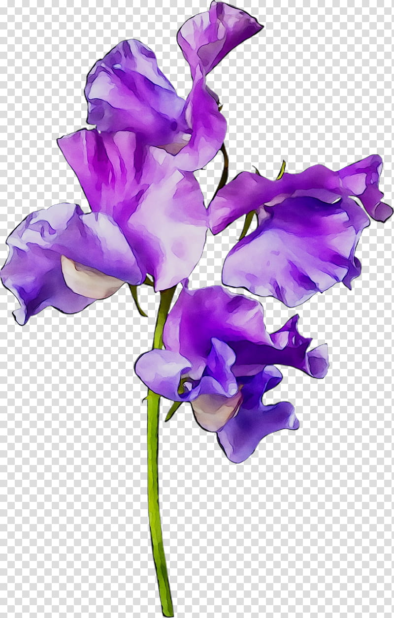 Sweet Pea Flower, Plant Stem, Cut Flowers, Plants, Purple, Violet, Petal, Lavender transparent background PNG clipart