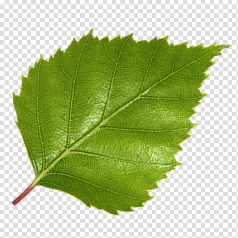 Plane, Leaf, Plant, Grey Alder, Tree, Flower, Siberian Elm, Canoe Birch transparent background PNG clipart