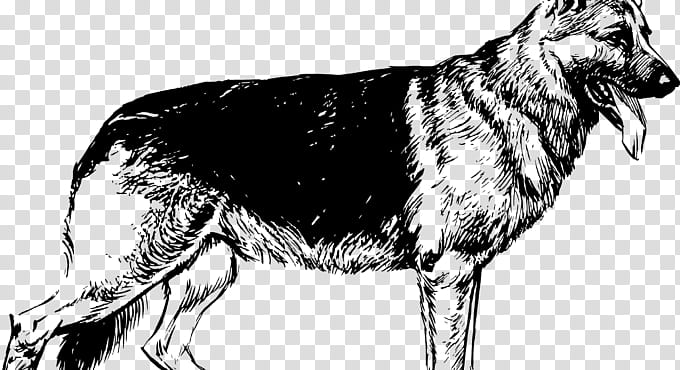 Wolf Drawing, German Shepherd, White Shepherd, Puppy, Shiloh Shepherd Dog, Saarloos Wolfdog, Poodle, Pet transparent background PNG clipart