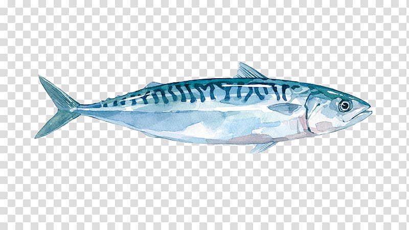 Painting, True Tunas, Mackerel, Sardine, Fish, Watercolor Painting, Seafood, Atlantic Mackerel transparent background PNG clipart
