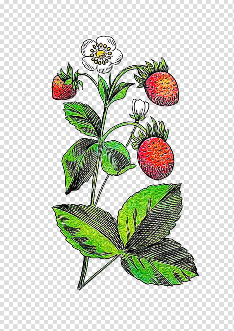 Floral Flower, Floral Design, Leaf, Fruit, Plants, Strawberry, Strawberries, Rubus transparent background PNG clipart