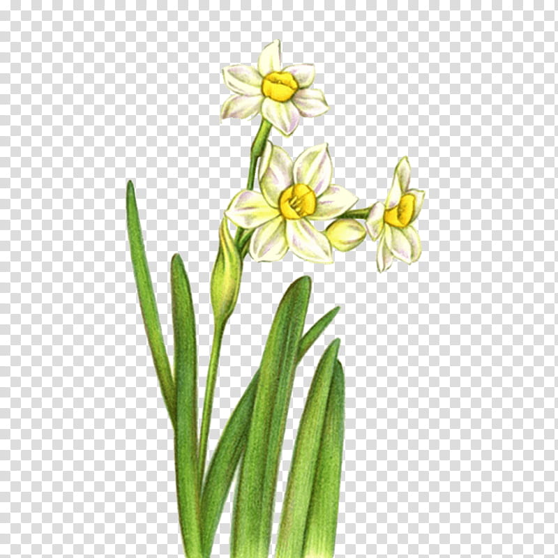 Flowers, Orchids, Plants, Colored Pencil, Yellow, Plant Stem, Narcissus, Flora transparent background PNG clipart