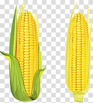 corn kernels corn on the cob sweet corn corn corn on the cob, Watercolor, Paint, Wet Ink, Vegetarian Food, Vegetable, Food Grain, Cuisine transparent background PNG clipart thumbnail