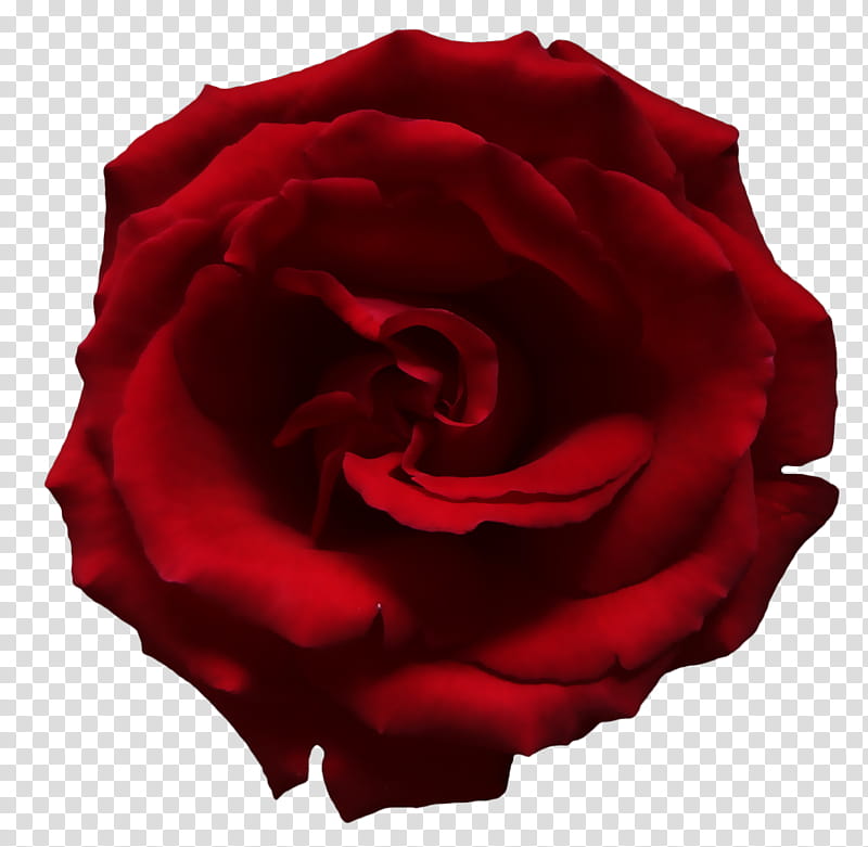 Day of the Dead Tutorial, red rose flower transparent background PNG clipart