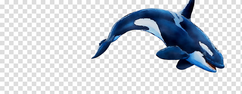 Whale, Dolphin, Cobalt Blue, Beak, Animal, Killer Whale, Cetacea, Common Dolphins transparent background PNG clipart