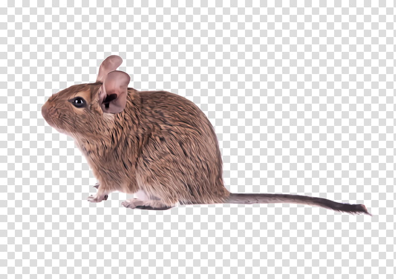 rat mouse muridae degu gerbil, Pest, Muroidea transparent background PNG clipart