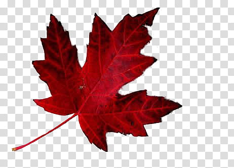 Fall, red maple leaf transparent background PNG clipart