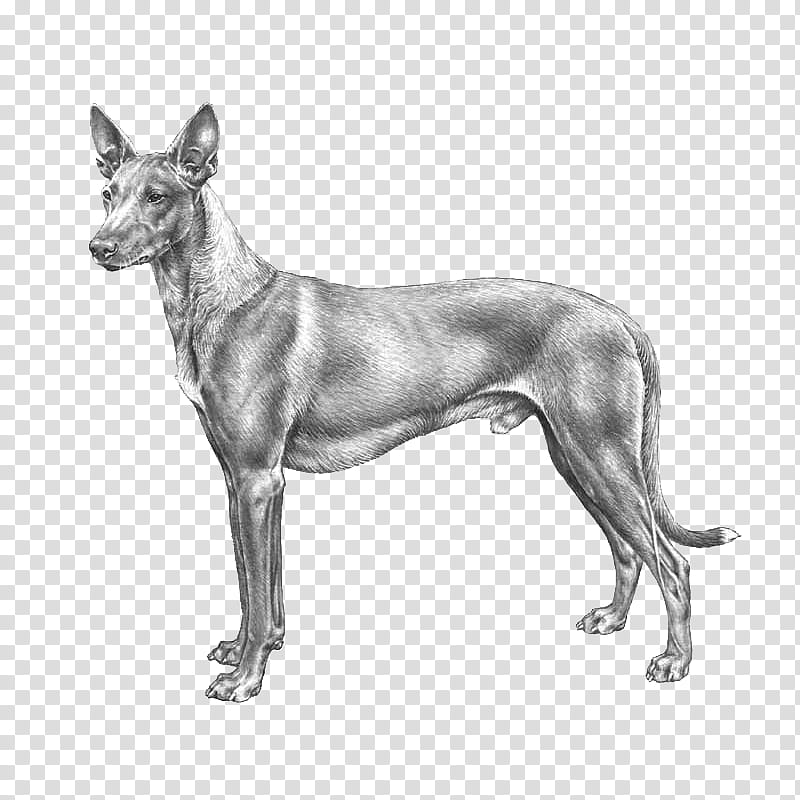 Cartoon Dog, Peruvian Inca Orchid, Mexican Hairless Dog, Ibizan Hound, Pharaoh Hound, Italian Greyhound, Canadian Eskimo Dog, Pariah Dog transparent background PNG clipart