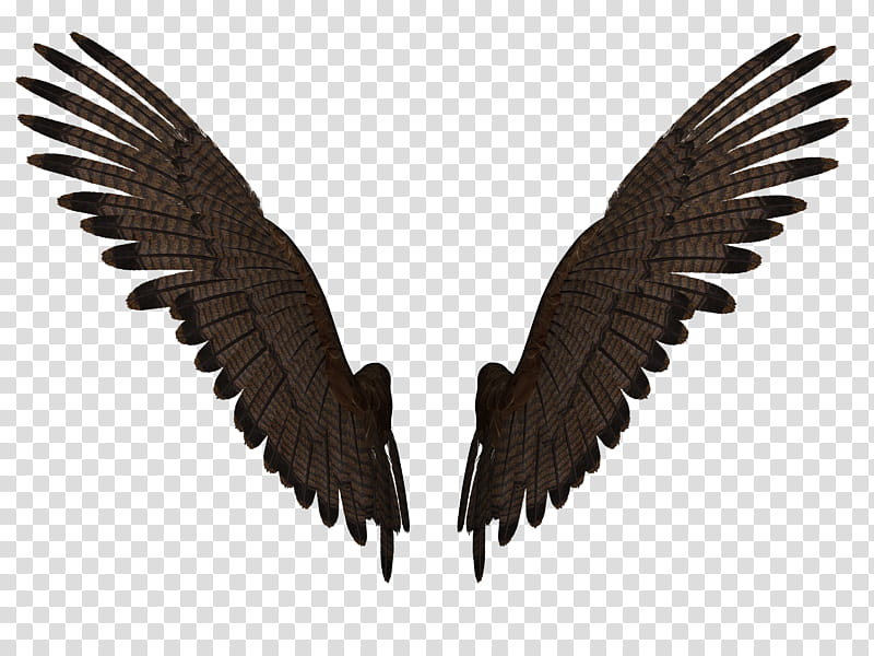 Feathered Wings A , pair of brown feathered wings illustration transparent background PNG clipart