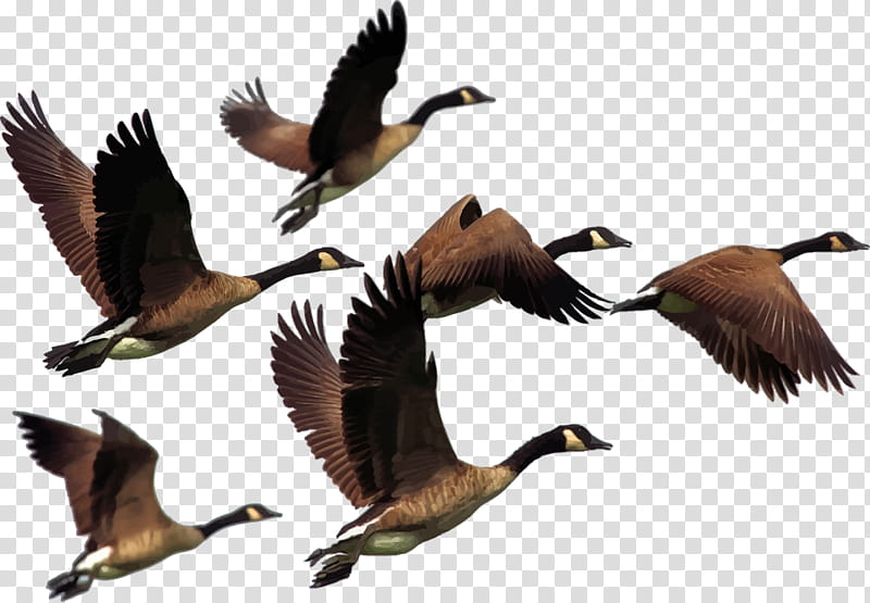 Flying Geese, flight of birds transparent background PNG clipart