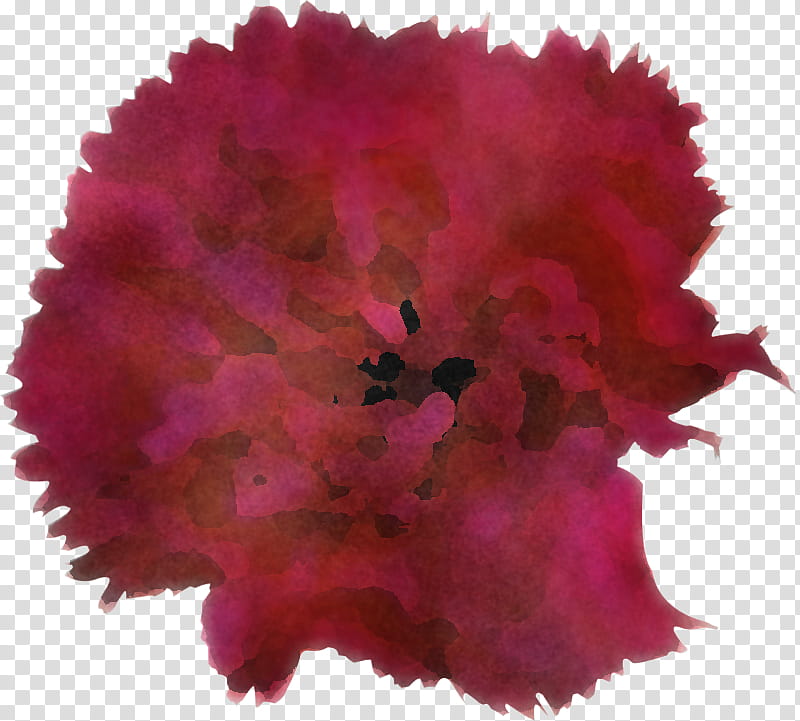 pink red flower magenta cut flowers, Plant, Petal, Carnation, Dianthus, Pink Family transparent background PNG clipart