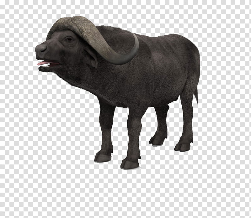 Animal, 3D Computer Graphics, Water Buffalo, Sculpture, African Buffalo, 3D Modeling, Cinema 4d, Computer Animation transparent background PNG clipart