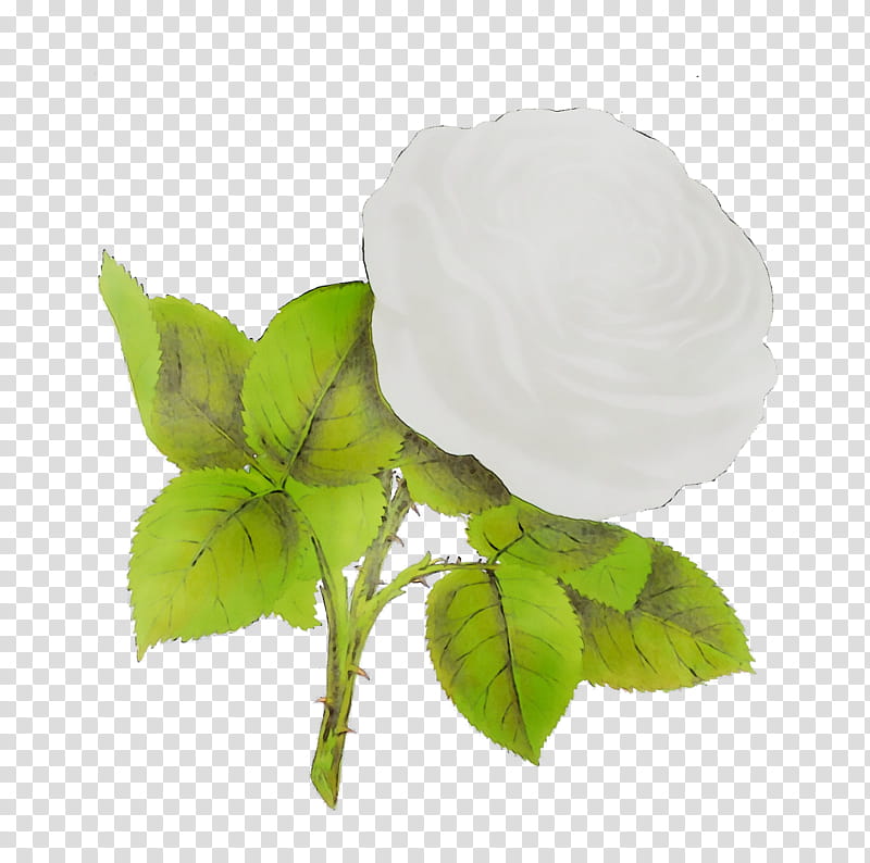 Magnolia Flower, Rose Family, White, Plant, Petal, Leaf, Mock Orange transparent background PNG clipart