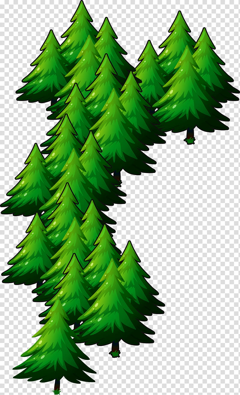 Pine Conifer cone Larch Spruce Branch, pine boughs transparent background  PNG clipart