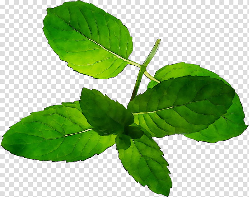 Mint Leaf, Plant Stem, Herbalism, Tree, Spearmint, Plants, Peppermint, Flower transparent background PNG clipart
