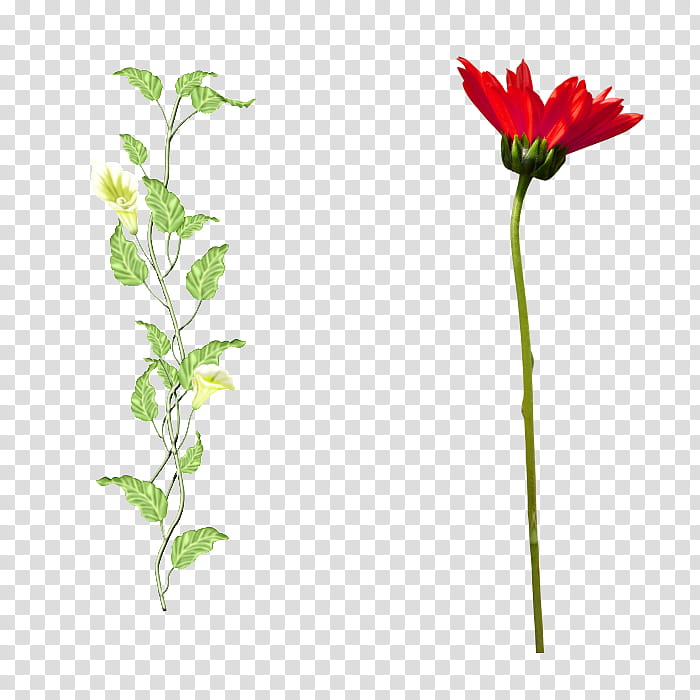 Flowers, Psalm 103, Cartoon, Leaf, Plant, Flora, Flowerpot, Plant Stem transparent background PNG clipart