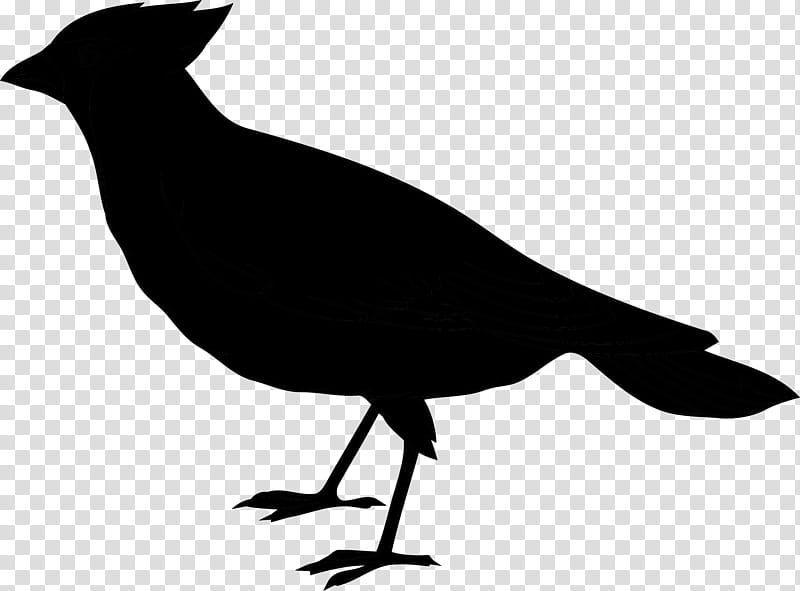 Drawing Of Family, Passerine, Bird, Common Raven, Crow, Logo, Crow Family, Beak transparent background PNG clipart