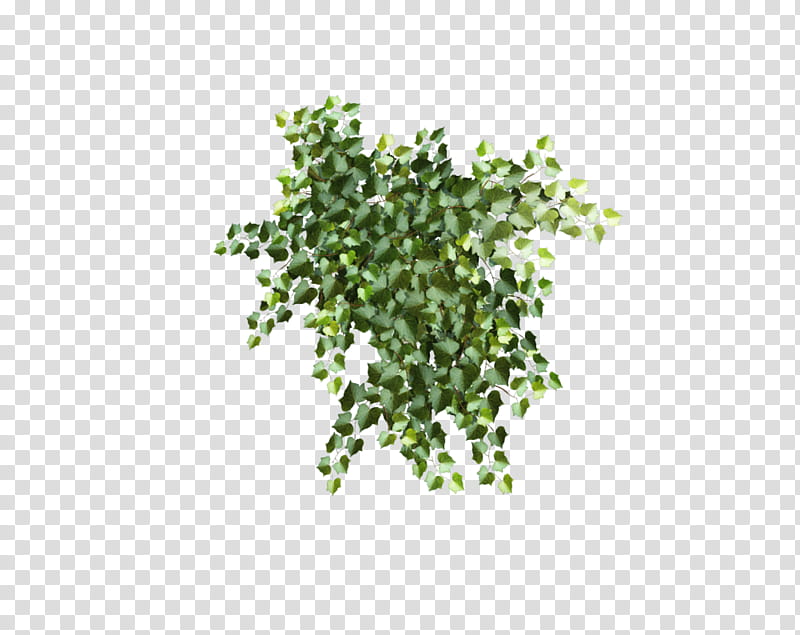 D Poison Ivy, green plants transparent background PNG clipart