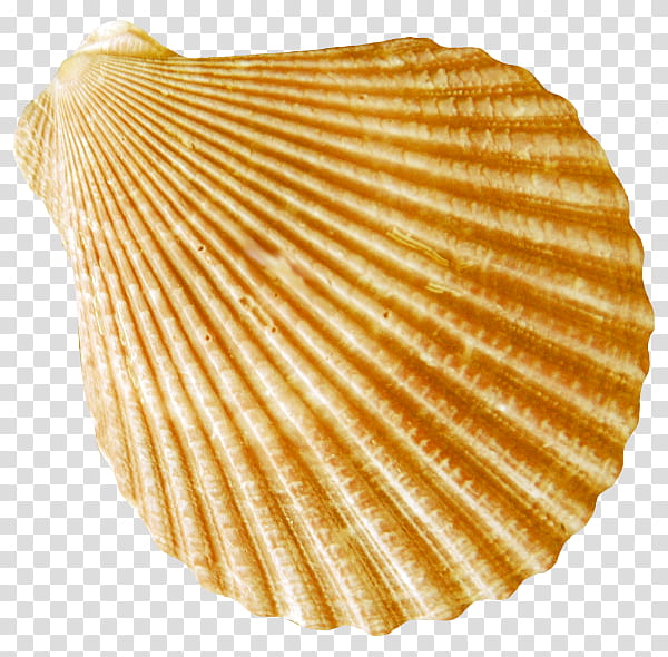 Junk Food, Conch, Seashell, Seafood, Cockle, Bivalve, Scallop, Clam transparent background PNG clipart