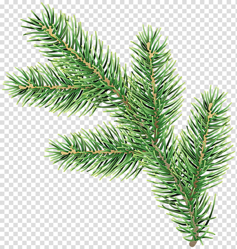 shortleaf black spruce columbian spruce balsam fir white pine yellow fir, Watercolor, Paint, Wet Ink, Colorado Spruce, Lodgepole Pine, Jack Pine, Tree, Oregon Pine transparent background PNG clipart