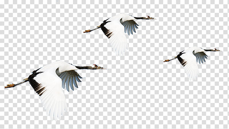 Crane Bird, Redcrowned Crane, Grey Crowned Crane, Whooping Crane, Black Crowned Crane, Bird Migration, Water Bird, Bird Flight transparent background PNG clipart