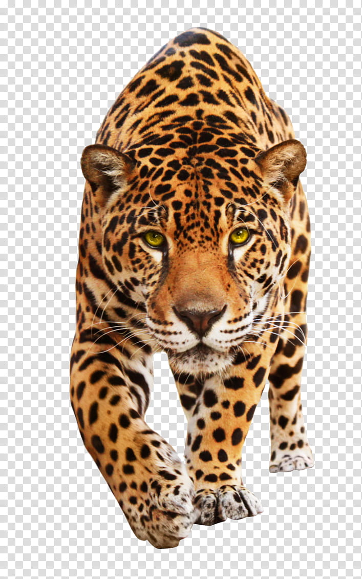 Cat Drawing, Jaguar, Leopard, Animal, Mural, Poster, Wall Decal, Cheetah transparent background PNG clipart