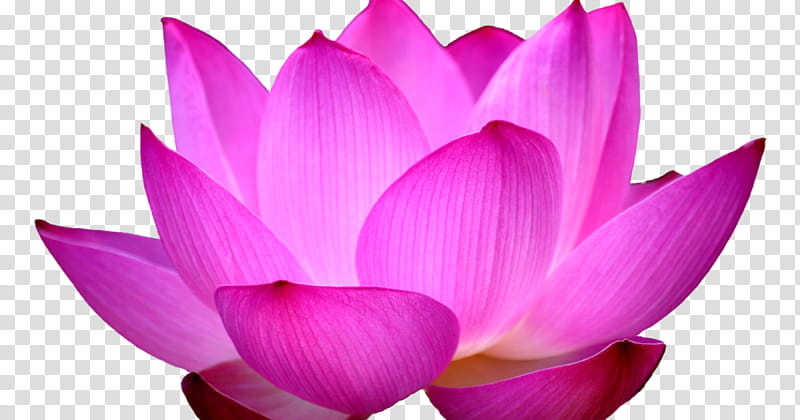 Pink Flower, Sacred Lotus, Egyptian Lotus, Nelumbonaceae, Petal, Aquatic Plant, Lotus Family, Purple transparent background PNG clipart