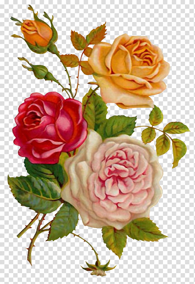 orange, pink, and white rose flowers transparent background PNG clipart