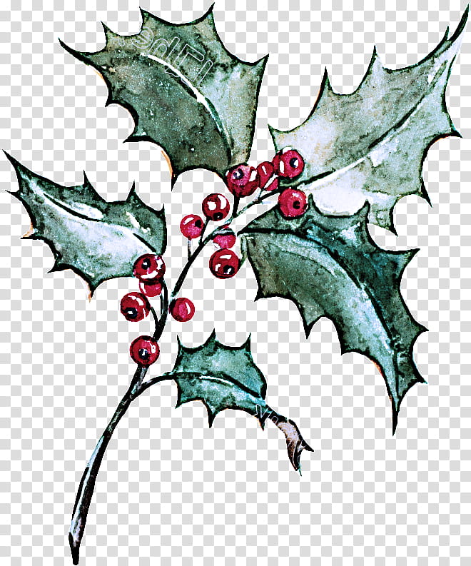 Holly, Leaf, American Holly, Plant, Tree, Plane, Scarlet Oak transparent background PNG clipart