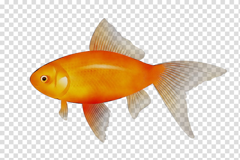 Fish, Goldfish, Tropical Fish, Kissing Gourami, Bluefish, Saltwater Fish, Fin, Feeder Fish transparent background PNG clipart
