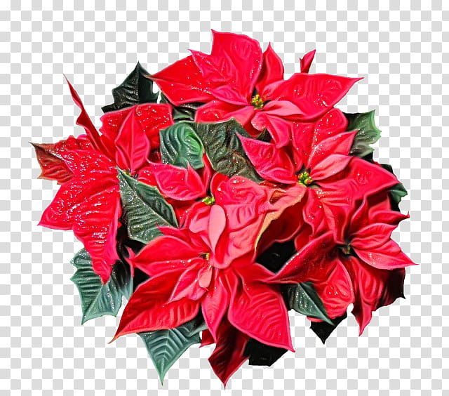 Christmas Poinsettia, Christmas Day, Joulukukka, Plants, Flower, Spurges, Wreath, Music transparent background PNG clipart