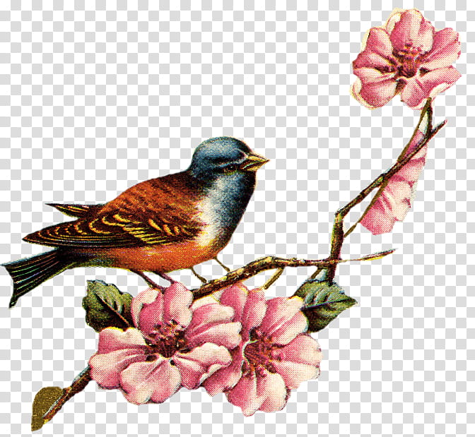 Vintage Flowers, multicolored bird perching on pink petaled flower illustration transparent background PNG clipart