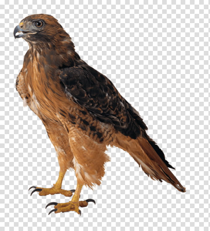 Bird, Bald Eagle, Eagle Feather Law, Falcon, Golden Eagle, Hawk, Beak, Bird Of Prey transparent background PNG clipart