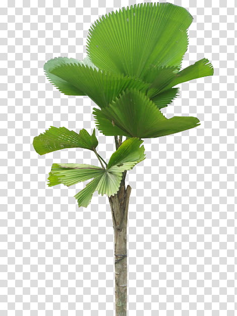 Coconut Tree, Palm Trees, Licuala Grandis, Vascular Plant, Licuala Orbicularis, Plants, Leaf, Fanleaved Palms transparent background PNG clipart