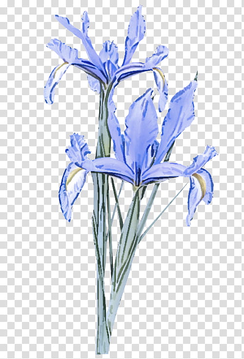 flower flowering plant plant iris iris reticulata, Scilla, Cut Flowers, Iris Family transparent background PNG clipart