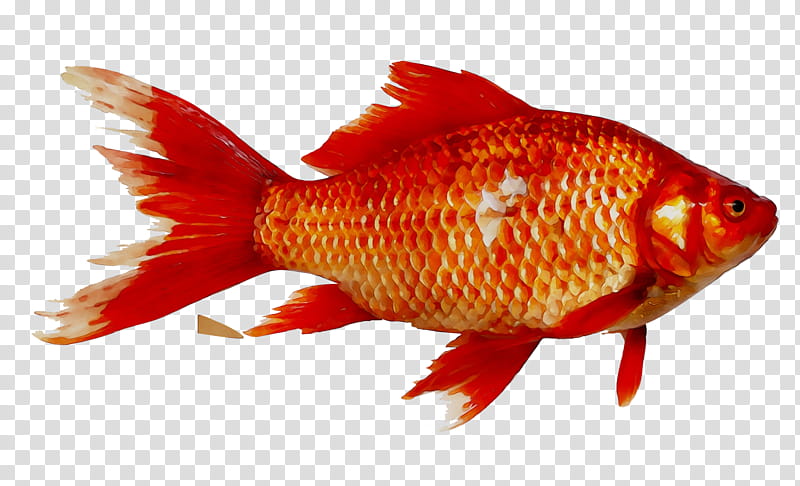 Fish, Goldfish, Prussian Carp, Magikarp, Common Carp, Minnows And Carps, Crucian Carps, Red transparent background PNG clipart