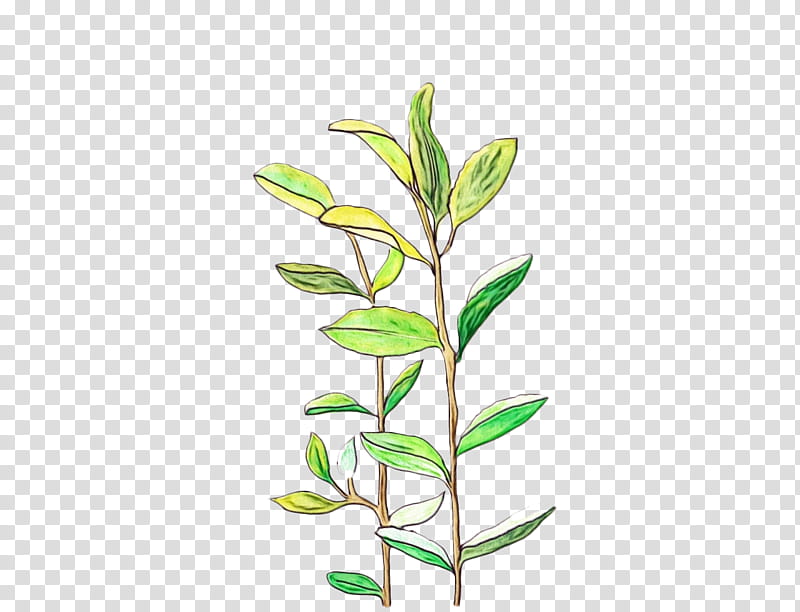 plant flower leaf branch plant stem, Watercolor, Paint, Wet Ink, Twig, Pedicel, Hypericum transparent background PNG clipart